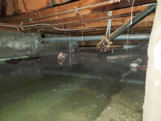Best Water damage restoration near me  in Colonial Pine Hills, SD