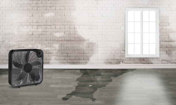 Best Mold removal after water damage  in Colonial Pine Hills, SD